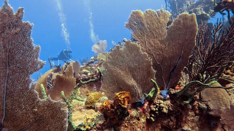Diver and fan coral on reef, by Robert Osborne