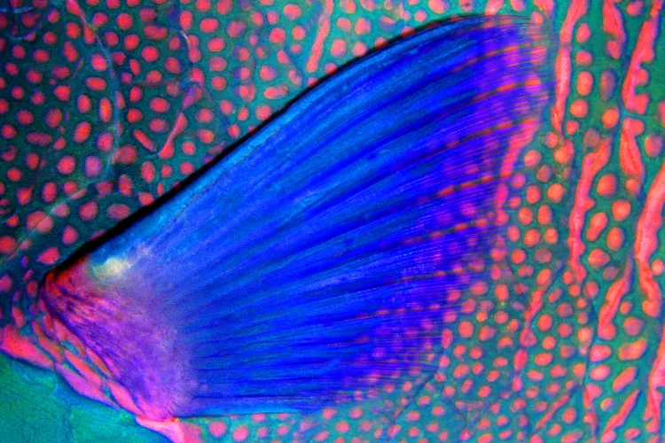 Parrotfish pectoral fin, by Claudio Ziraldo