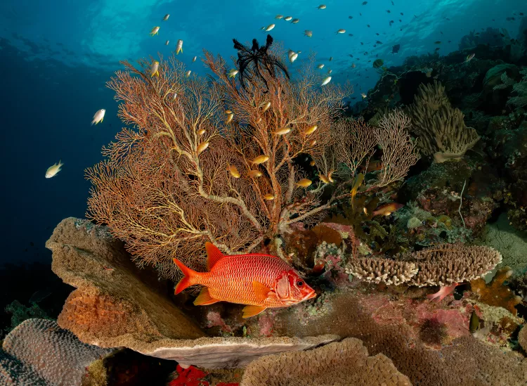 The underwater realm of Raja Ampat is rich in biodiversity and beautiful reefs.