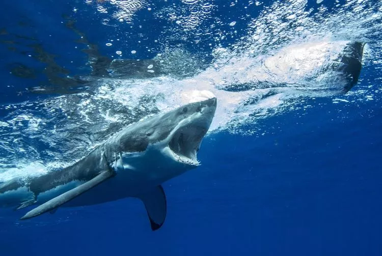 White shark chasing prey