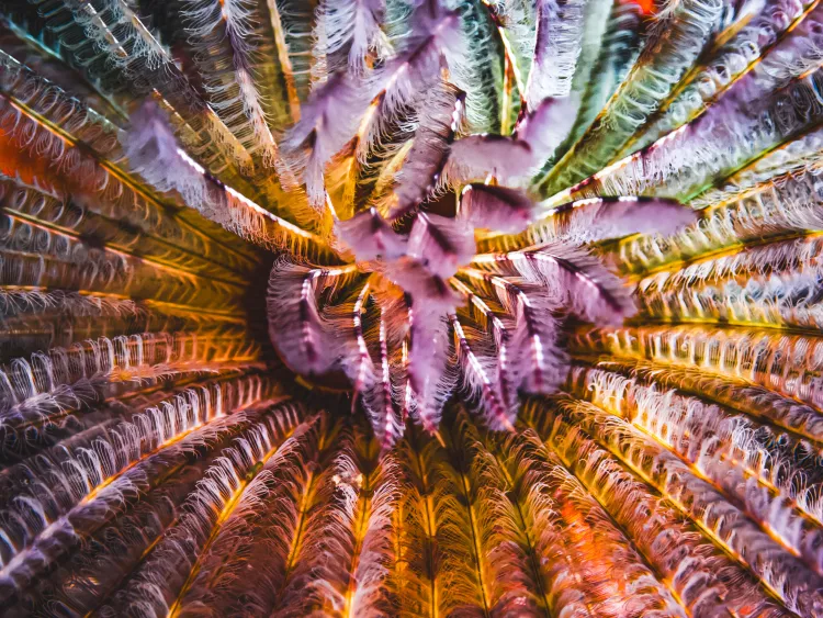 Gold and purple crinoid. Photo by Drew Holder.