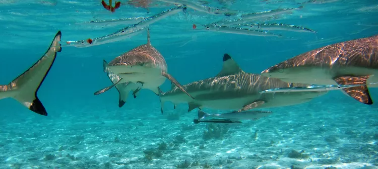 Blacktip reef sharks in French Polynesia. Photo: Doug Finney / CC BY-NC 2.0 DEED