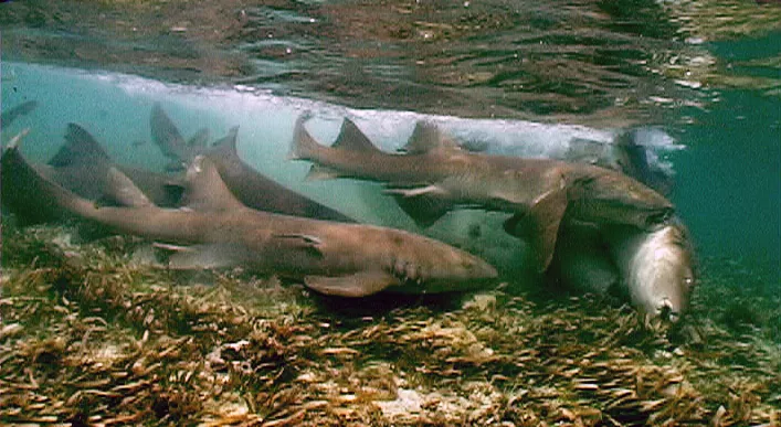 Five male nurse sharks pursue a female. Courtesy of Harold Wes Pratt.