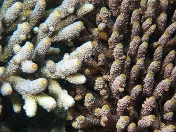 Researchers have discovered genetic markers in the reef-building coral Acropora millepora that provides information about its level of environmental stress tolerance.
