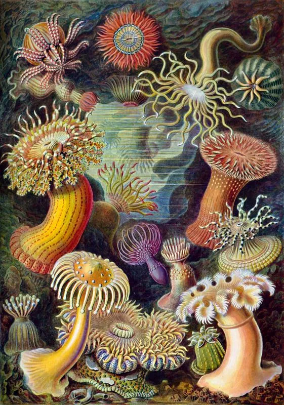 Sea anemones from Ernst Haeckel's Kunstformen der Natur (Artforms of Nature) of 1904.