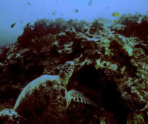Green turtle resting on reef.