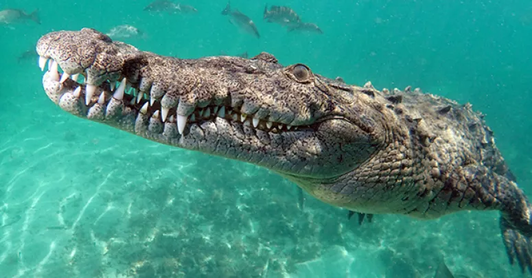 American crocodile in the Gardens of the Queen marine park in Cuba. Photo by Vladimir Gudzev.